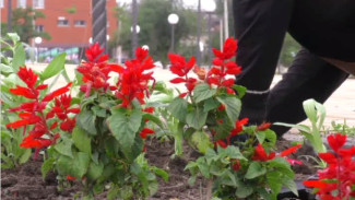 В Астрахани озеленители приступили к плановой подсадке цветов 