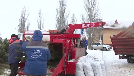 Как астраханским ёлкам дарят вторую жизнь