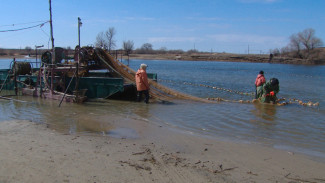 В апреле в Астраханской области введут запрет на вылов воблы