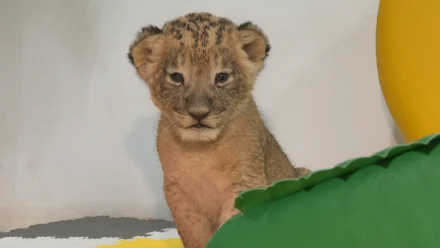 В Астрахани новорождённый львёнок остался без родительской опеки