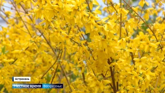 Сезон весенней аллергии в Астрахани