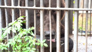Жители астраханского зоопарка готовятся к зиме