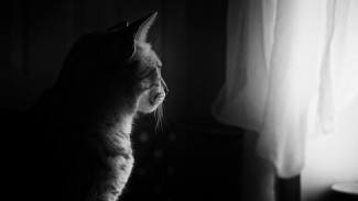 В Астрахани пьяная мать убила котёнка на глазах у 10-летнего сына