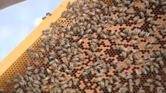 В Астраханской области проводят эксперимент для аграриев и пасечников