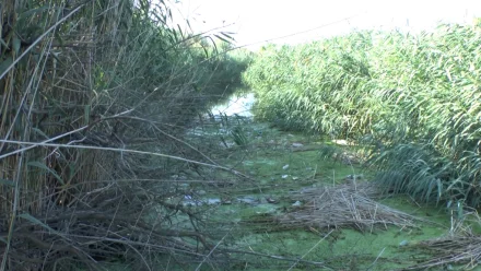 Леонид Огуль занялся решением проблемы обмеления и загрязнения ерика Коньга