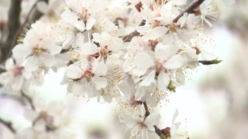 В Астрахани раньше срока распустились абрикосы