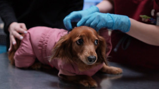 Астраханцам рассказали, как определить, что питомцу нужна врачебная помощь