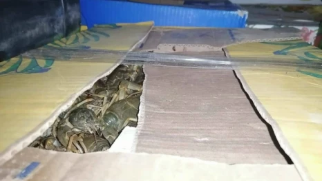 Астраханские полицейские изъяли у водителя 20 коробок с живыми раками