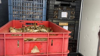 В Астраханской области задержан житель Краснодарского края, перевозивший 800 кг раков