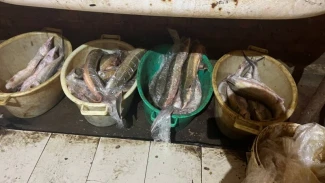 У астраханца нашли 50 кг осетровых без документов