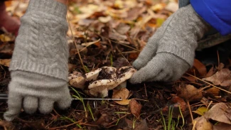 В Астраханской области планируют ввести штрафы за сбор редких грибов