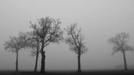 В Астрахани 30 декабря прогнозируется туман и гололёд