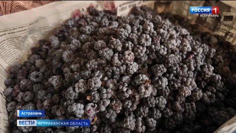 В Астраханской области в самом разгаре сезон ягод