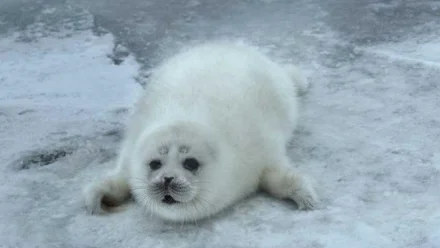 Острову в Астраханской области присвоен международный статус ЗММА