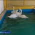 В Астрахани Лебединое озеро на ближайшие холодные месяцы остается без своих обитателей