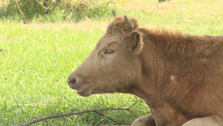 Астраханские КФХ готовы увеличить поставки говядины на внутренний рынок