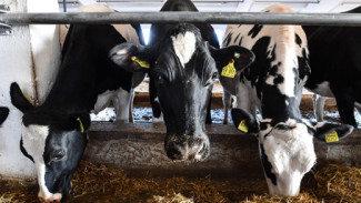 В астраханской колонии выявили нарушения содержания животных