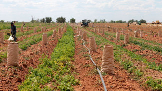 В Астраханской области направлено около 1 млрд рублей на поддержку фермеров