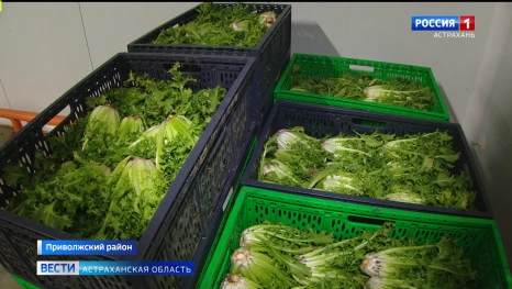 Куда отправляется салат, выращенный в Астрахани
