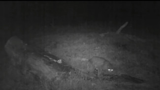 Противостояние лисы и дикого кота произошло в астраханском заповеднике