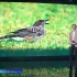 В Астраханский заповедник прилетела гостья из Сибири