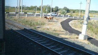 В Астраханской области за 2021 год произошло 107 столкновений поездов со скотом