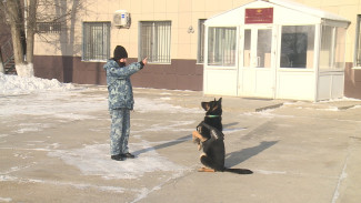 Астраханцам рассказали о работе кинологической службы