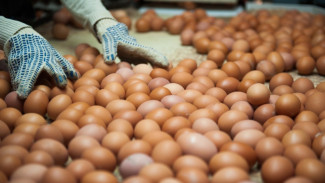 В Астрахани птицефабрике «Степная» закупили корма для кур