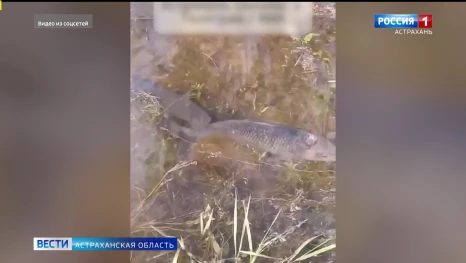 В Астраханской области занерестился сазан