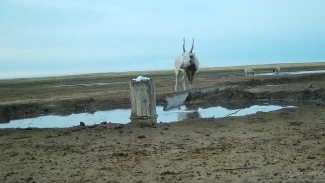 В Астраханской области в фотоловушку попали редкие обитатели заказника
