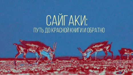 Фильм "Сайгаки: путь до Красной книги и обратно"