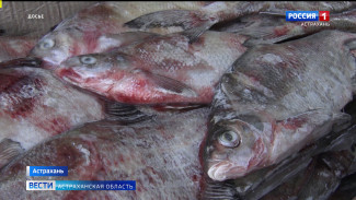 В Астраханской области специалисты обнаружили превышение микробиологических показателей в рыбной продукции