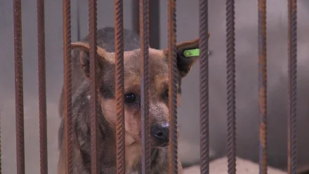 В Камызякском районе продолжается расследование дела о смерти мужчины от укусов собак