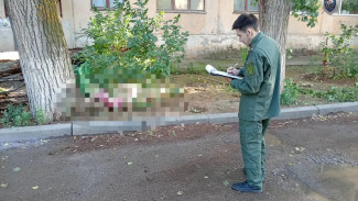 Руководителя УК в Астраханской области осудили на 2 года за гибель женщины из-за упавшего дерева