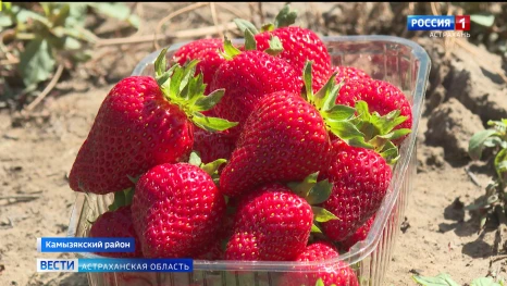 В Астраханской области сезон спелой клубники официально открыт