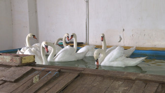 Где зимуют астраханские лебеди