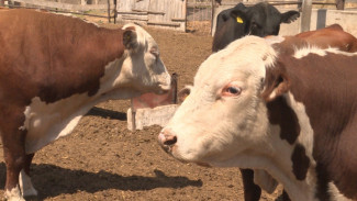 Астраханский фермер разводит племенных быков при господдержке
