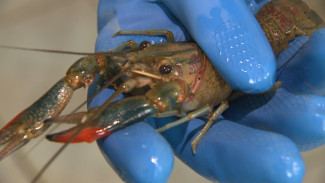 Выращиваемые в Астрахани австралийские раки дали потомство