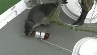 В Астрахани пограничники в Каспийском море спасли более 200 осетров и тюленя