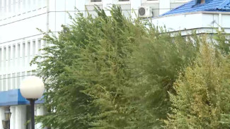 В Астраханской области женщина погибла при падении дерева из-за непогоды