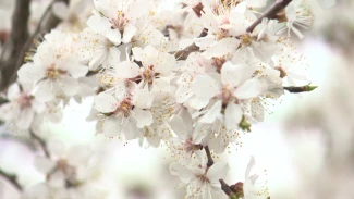 В Астрахани раньше срока распустились абрикосы