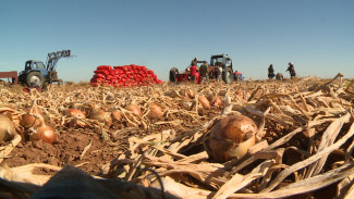 Астраханские фермеры планируют собрать свыше 1000 тонн лука