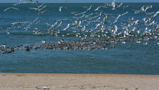 На острове в Астраханской области выявили птичий грипп