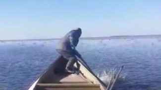  Факт нападения человека на волка расследуют в Астраханской области 