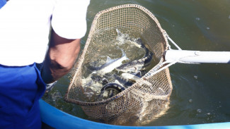 Астраханское рыбоводное предприятие восполняет запасы осетровых