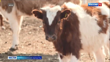 Астраханская область занимает лидирующие позиции по производству овощей и картофеля по стране