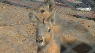Астраханский зоопарк “Баба Фрося” пополнился экзотическими животными