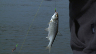 В Астраханской области сроки запрета на вылов воблы могут измениться