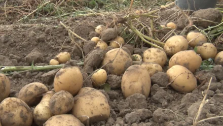 Россельхознадзор проверил астраханские картофельные поля