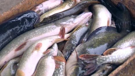 Как запрет на вылов щуки должен повлиять на её восстановление